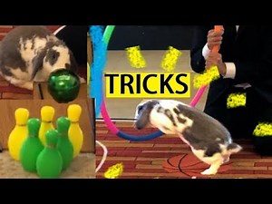 Amazing Bunny Tricks- The Gong Show- Advanced Rabbit Tricks