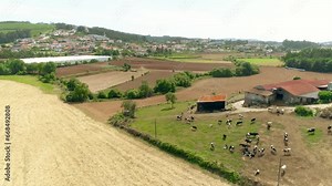 Cow Farm Aerial View. Rural Landscape