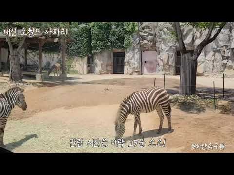 대전 오월드 사파리여행 사파리투어!!
