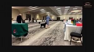 Elora Gorge- Jean-Louis Blais | Canadian Dog Fancier