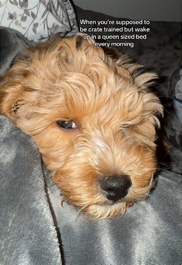 Cute Cockapoo Puppy Yawning Challenge Video