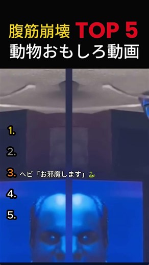 動物おもしろ動画