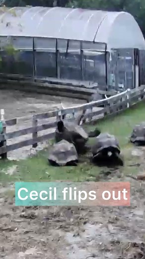 Cecil the giant, in Aldabra, Tortoise, flips out and rolls downhill. #Tortoise #tortoises #turtle #turtles #gianttortoise #galapagostortoise #aldabratortoises #aldabratortoise #tortoisesofinstagram #turtlesofinstagram #exoticpetsofinstagram #tortoiseforum #turtletattoo #zoo | Florida Iguana and Tortoise Breeders