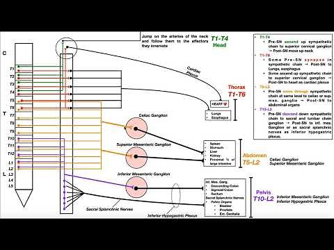 Sympathetic Nervous System | Overview of Specific Pathways