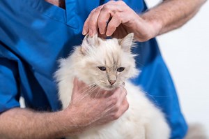 12 Reasons for Hair Loss Around a Cat's Ears | LoveToKnow Pets