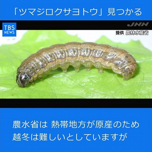 米大陸原産の病害虫のガ「ツマジロクサヨトウ」日本で初めて発見