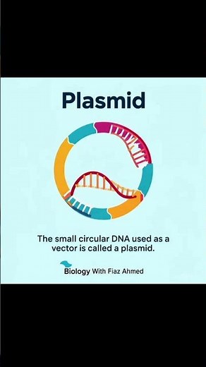 What is a plasmid? Definition of a plasmid? small circular DNA use as a vector#biologywithfiazahmed