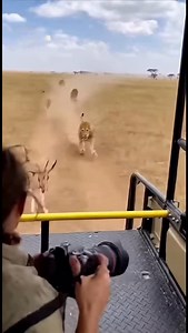 148K views · 150K reactions | One gazelle. Five lions. One desperate leap. —— I’m in an AI Creators community, we share prompts and everything, it’s free forever if you join now 﫶 link in bio | AI Going Wild | Facebook