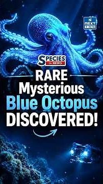 Tiny Blue Octopus Discovered Near Galápagos Islands! | Species in News | NEXT IAS