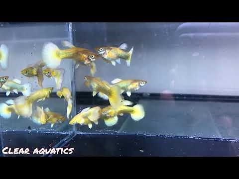 24k Full Gold Platinum Guppy from Gary's Fish Rooms