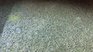 2.2K views · 94 reactions |  弄 mash fermenting! The distillery smells sooo good! | Elevated Mountain Distilling Company | Facebook