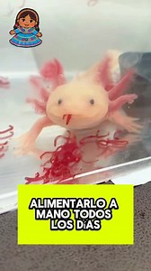 2.9M views · 48K reactions | ¿Qué es un ajolote? Según la leyenda, un ajolote (axolotl) era Xólotl, el dios azteca del fuego y el rayo, disfrazado de salamandra para evitar que lo sacrificaran. Pero estos anfibios mexicanos tienen sus propias cualidades únicas: pueden regenerar extremidades perdidas y mantenerse “jóvenes” durante toda la vida.✨️ #axolotes #mexico #turismomexico #axolotemexicano | Mexicanisima | Facebook