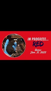 Check this amazing pup out. A work in progress and growing up so fast. 12 weeks old and looking for his new family to love and hold. #puppiesnearme #1inamillion #familydogs #puppies #colliesofinstagram #puppytraining #colliepuppies #puppylove #calmness #puppy #roughcollie #roughcollielove #roughcolliepuppy #roughcollielife #centralwisconsin | Pond View Collies