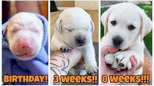 Mr. Polar Bear Grew Up! Day 1-Week 8 Compilation | Life With Labradors