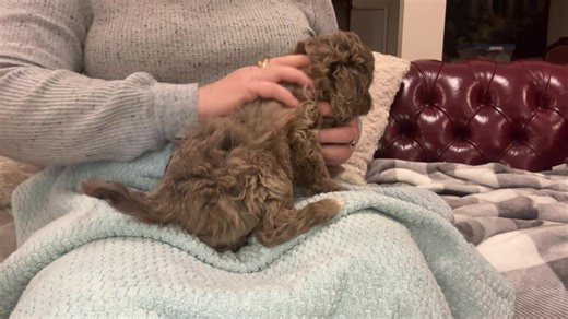 14K views · 753 reactions | My “Who’s the Boss “ exercise with Divinity ♥️ Reserved | Puppy Perfectionist | Facebook