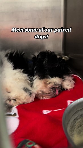 AnimalHouseShelterHuntley on TikTok