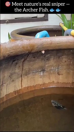 Amazing Hunting Skill of Archerfish 🏹🐟