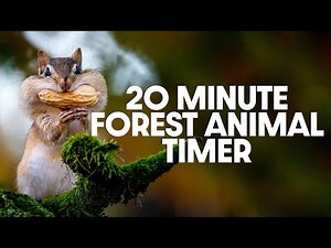 20 Minute Timer - Twenty Minute Forest Animal Timer - Peaceful Bird Alarm Sound