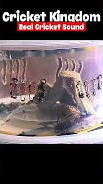 Real Cricket Sounds | Relaxing Nature Ambience Anytime, Anywhere