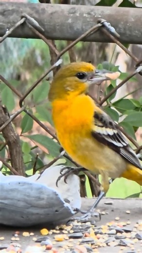 Bright, Bold, and Gone in Seconds — Baltimore Oriole!