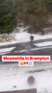 1.4M views · 5.5K reactions | Oh no  Credit : ink__01 / TT Follow @northlybrampton for more Brampton content. DM us your videos/photos to be featured on the page ‼️ #brampton #peelregion #mississauga #oakville #caledon #toronto #ontario #canada #nmgbrampton | Northly Brampton | Facebook
