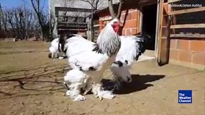 2.9M views · 27K reactions | Yes, these chickens are real! | The Weather Channel | Facebook