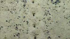 The Case of the Mysterious Holes on the Seafloor - NOAA Ocean Exploration