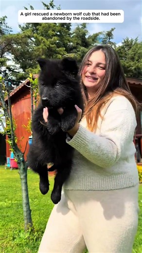 A small wolf cub was rescued and adopted by the girl. #wolf #animals #shorts