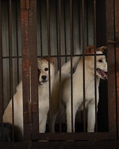 Imagine being the reason an animal is rescued from unimaginable cruelty and given a second chance at life. Your extraordinary generosity can fund urgent rescues and critical medical care for animals in desperate need. But it doesn’t stop there! Your support helps drive systemic change, strengthening laws and protections so that fewer animals suffer in the future. Your gift is more than a donation. It’s a powerful statement of kindness. ⛔ Make your special donation NOW to support our lifesaving w