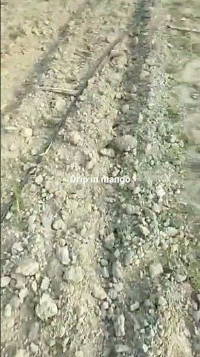 Drip irrigation mango plant with intercrop