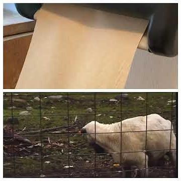 Screaming goat paper towel dispenser