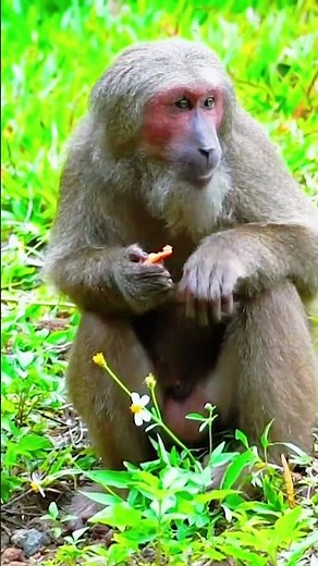 Active Monkey Climbing Tree | Wild Monkey Natural Life #shorts