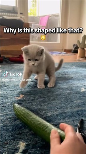 He approached with confidence 🤣👏 #shorts #cat #funny #pets #kitten