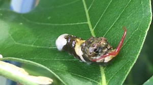 Rare, stinky giant southern native ventures into Vermont