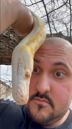 Pet Reticulated Python