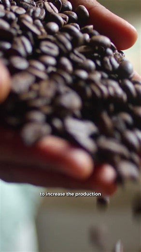 #PIF investment is transforming Saudi Arabia’s coffee industry. The Saudi Coffee Company is creating opportunities for farmers and businesses across the nation. Discover #ThePIFeffect Watch the full story now on our YouTube channel.
