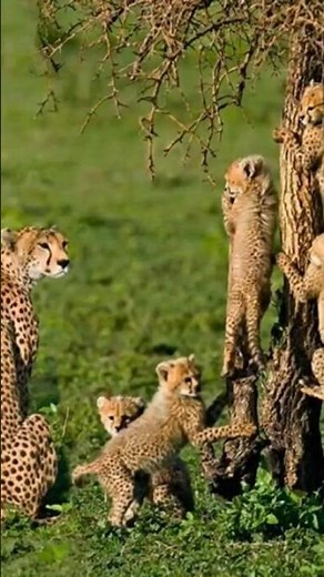 Cheetah Cubs Climbing a Tree: Adorable Wildlife Moment 🌿🧡#wildlife #nature #shorts