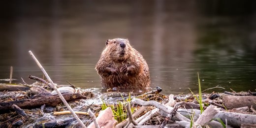 Beavers to be reintroduced into wild across England for first time in 400 years