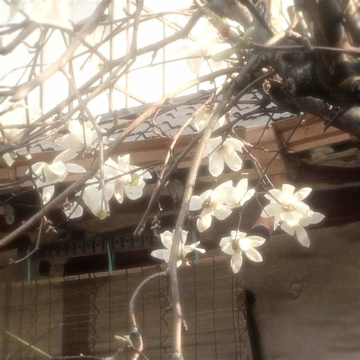 WJSN's Adorable Moments: Too Shy to Share