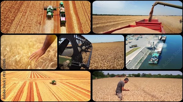 Wheat Production, Transportation and Trade - Multiscreen Video. Combine Harvester Unloading Grain into Trailer. Grain Bulk Carrier Vessel Being Loaded With Cereals. Grain Transportation.
