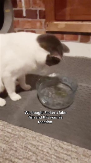 He’s a menace for fish // #catdad #cats #catsoftiktok #fyp