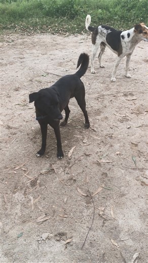 Dog Mating friendship #cat #nature #cute #animals #birds