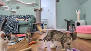 Tossing toys for the kittens. Watch 'em go! (This video includes Fizz & Whiskey, who were adopted together and went home yesterday.) | Love & Hisses