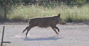 Report of 'wild boar' at Fort Belknap was actually a domestic pig