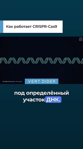 Как работает CRISPR-CAS9?