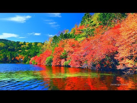 4K映像 神秘な天空湖「錦秋 紅葉の白駒池 北八ヶ岳」日本の美しい四季 長野県佐久穂町小海町 10月上旬 絶景自然風景 標高2,115m 森林浴
