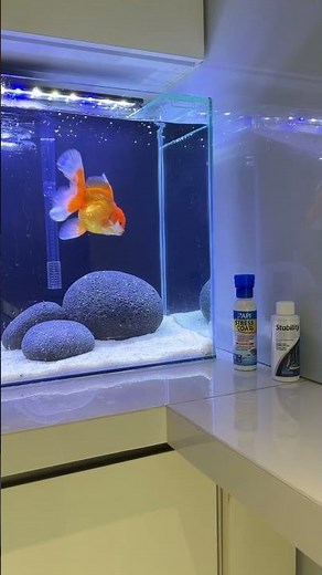 Bringing Home My New Oranda Goldfish ! #fancygoldfish #oranda_gold_fish