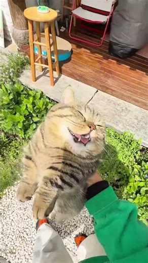 Spring's Sunlight Secret: Strengthening Your Pet