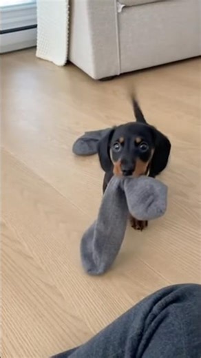 Cute Puppy Steals Sock 😂