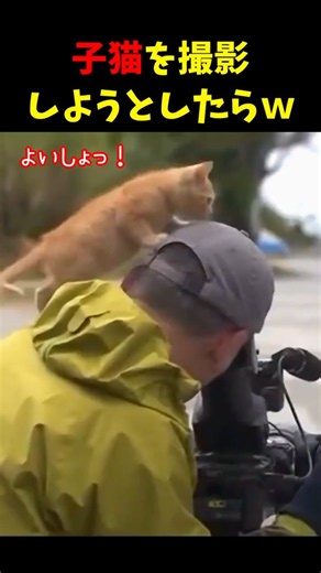 5 Cats That Keep Getting in the Way LOL #cat #funnycompilation #cats #lifeiscats